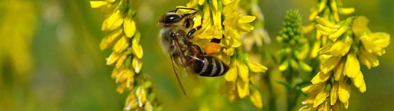 Буркун: опис медоносу