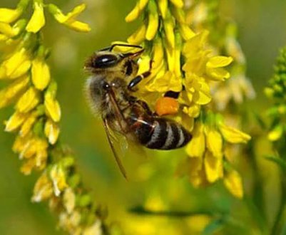 Буркун: опис медоносу