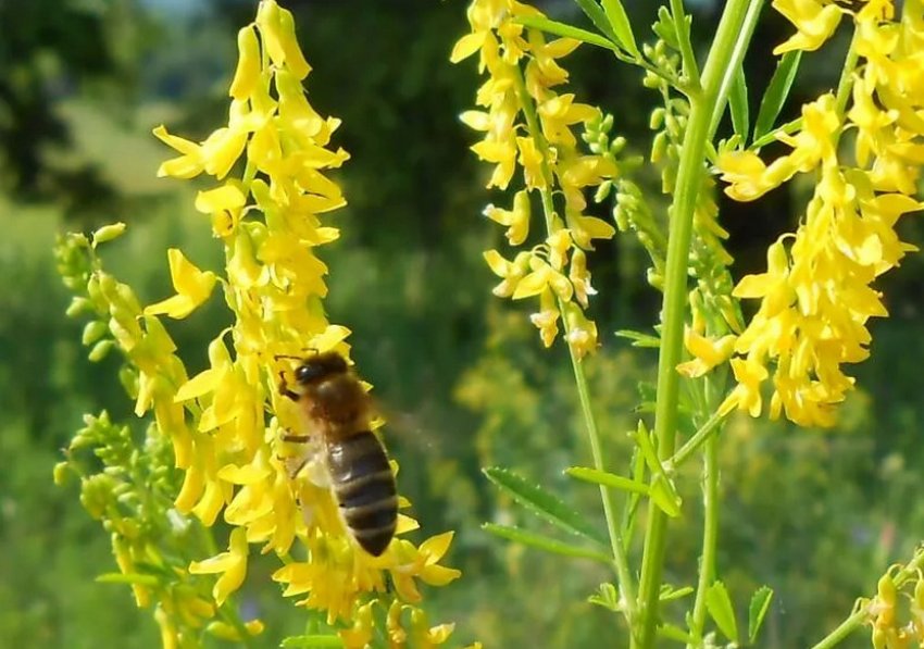 Медонос буркун Медонос буркун