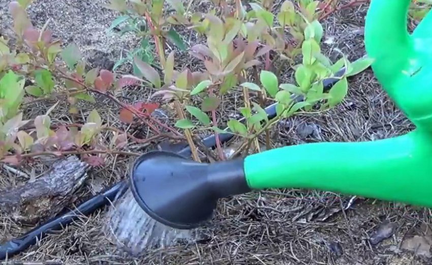 Полив і мульчування лохини