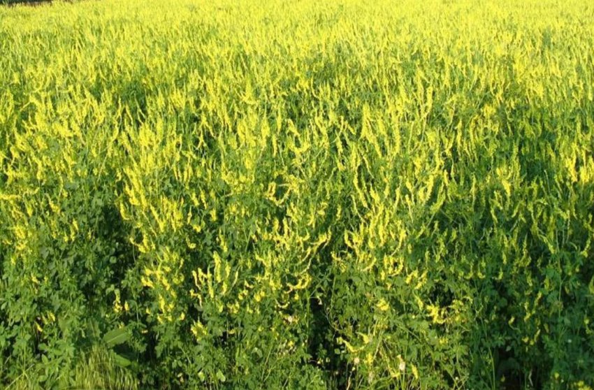 Медонос буркун Медонос буркун