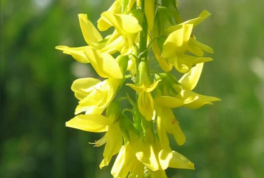 Жовтий буркун Жовтий буркун