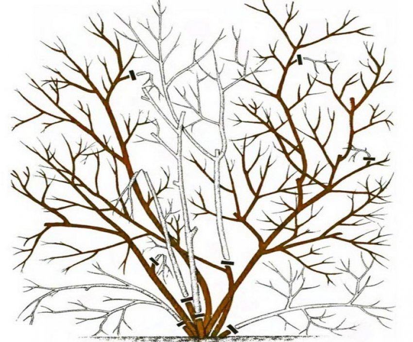 Схема обрізки лохини