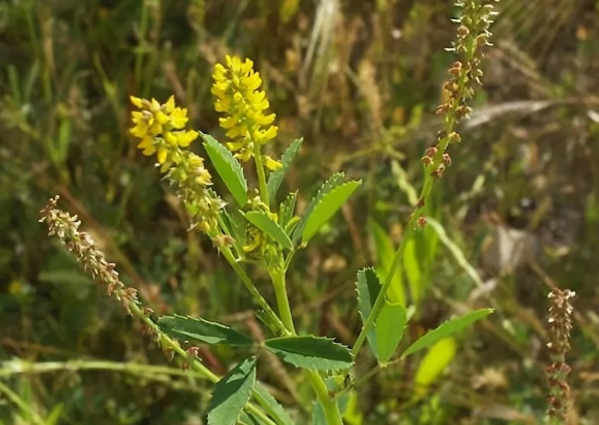 Індійський буркуну Індійський буркуну