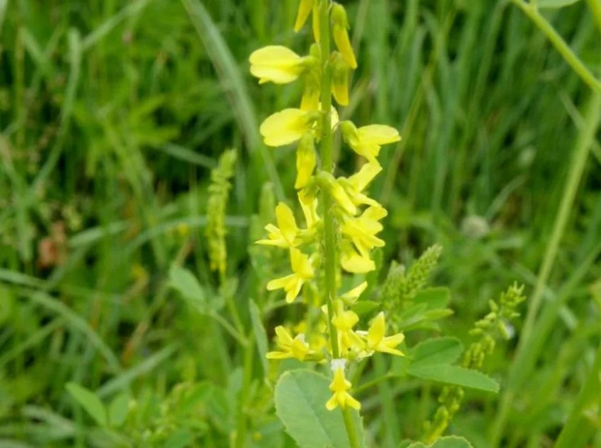 Буркуну зубчастий Буркуну зубчастий