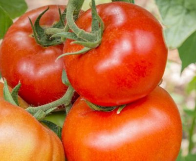 Помідори «Машенька»: опис, агротехніка вирощування