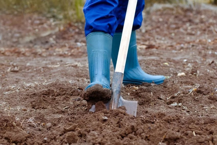 Підготовка ґрунту для посіву буркуну Підготовка ґрунту для посіву буркуну