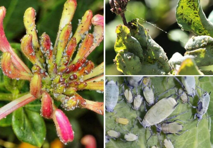 Попелиця на жимолості Попелиця на жимолості