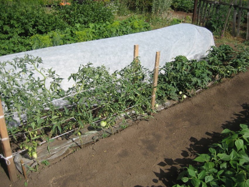 Горизонтальна підв'язка томатів Горизонтальна підв'язка томатів