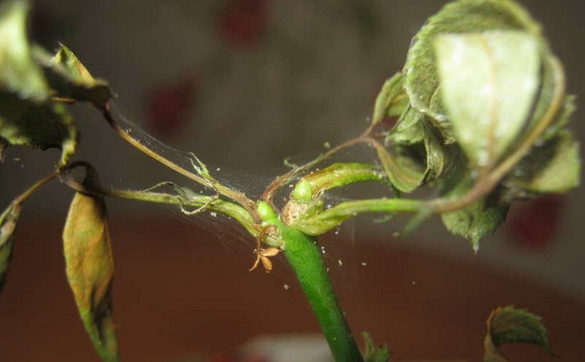 Павутинний кліщ на жимолості Павутинний кліщ на жимолості