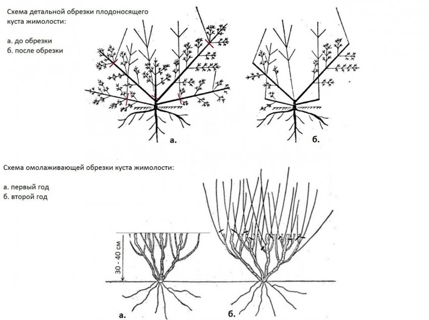Обрізка і формування жимолості Обрізка і формування жимолості