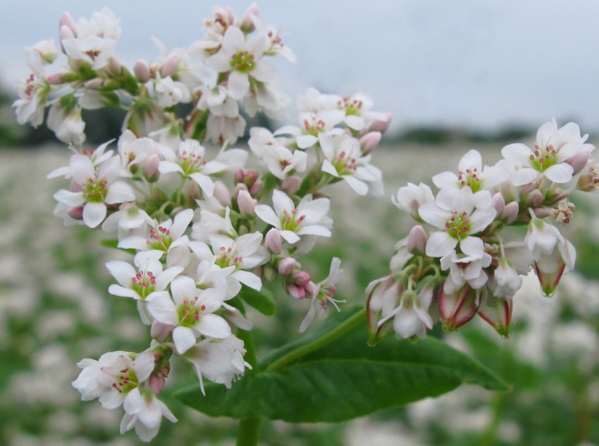 Росії пророкують убогий урожай гречки Росії пророкують убогий урожай гречки