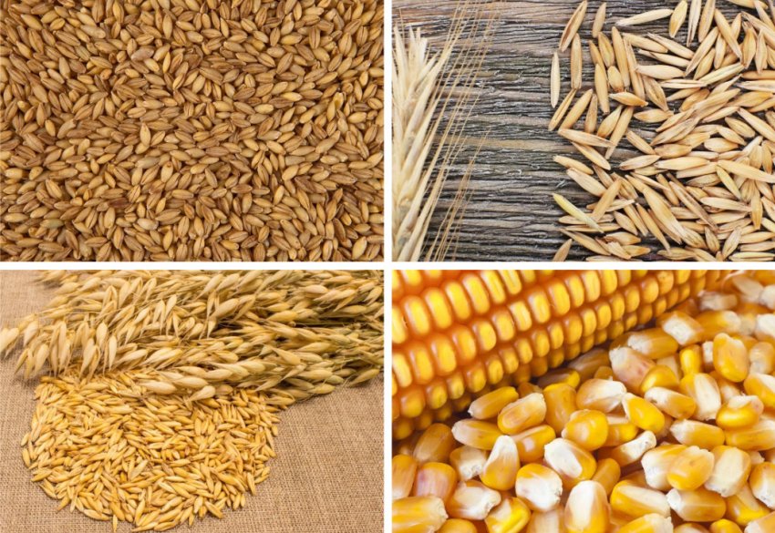 Злакові культури Злакові культури