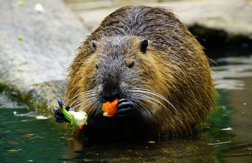 Нутрія Нутрія