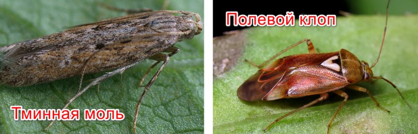 Шкідники пастернака