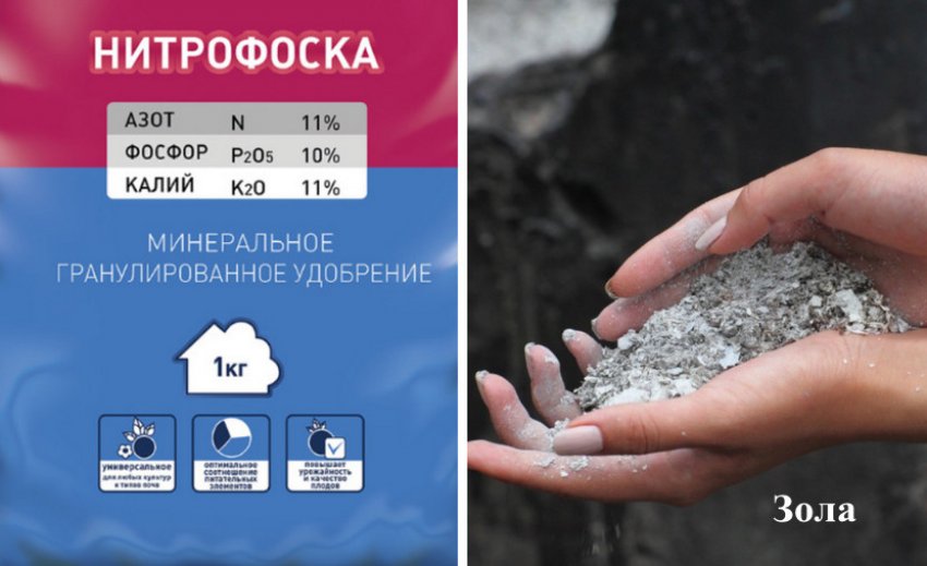 Сорт ежевики тайберри описание сорта. 102478.pufk3c.850. Сорт ежевики тайберри описание сорта фото. Сорт ежевики тайберри описание сорта-102478.pufk3c.850. картинка Сорт ежевики тайберри описание сорта. картинка 102478.pufk3c.850. Ежевика Тайберри или Tayberry – сорт плодов, полученный путём гибридизации ежевики и малины. Эта разновидность отличается приятным вкусом в сравнении с другими представителями культур ежемалины, также сравнительно с другими селекционными образцами ежевика Тайберри начинает цвести и плодоносить в более ранние сроки.