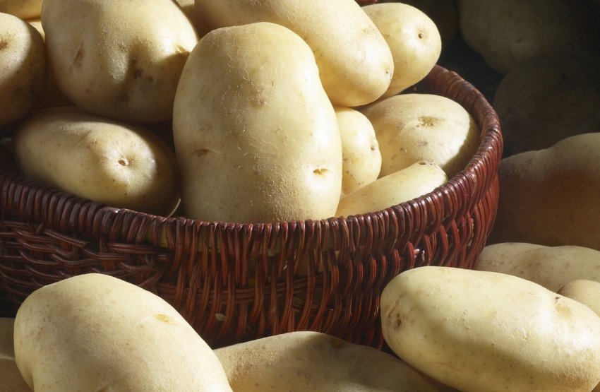 Сибірський робот береже картоплю від колорадського навали» Сибірський робот береже картоплю від колорадського навали»