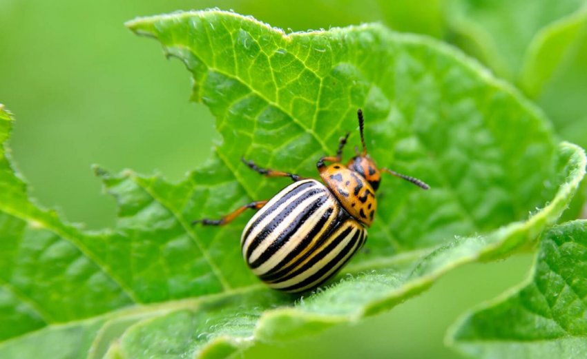 Сибірський робот береже картоплю від колорадського навали» Сибірський робот береже картоплю від колорадського навали»