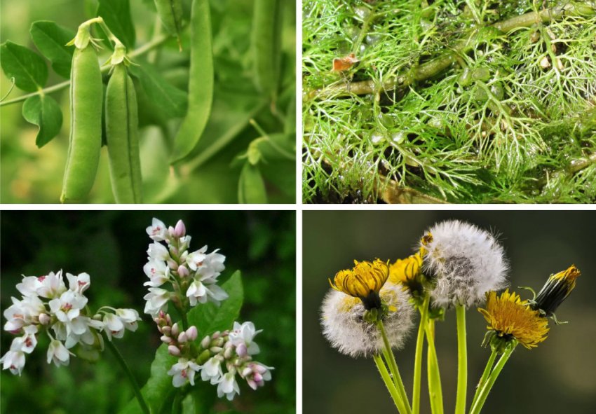 Зелені корми Зелені корми