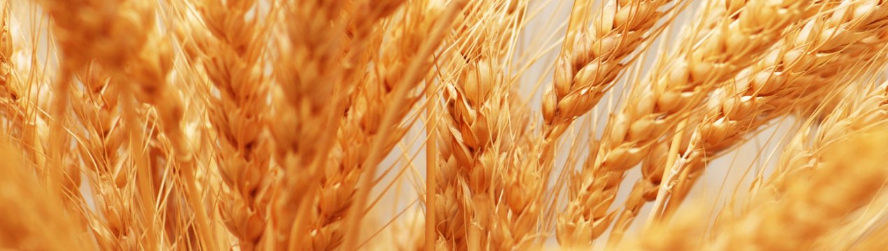 Ставропольське зерно вирушило на розвідку в Туреччину