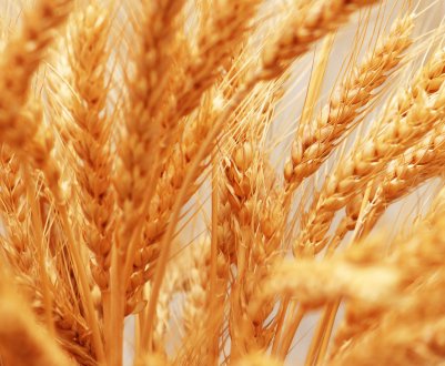 Ставропольське зерно вирушило на розвідку в Туреччину