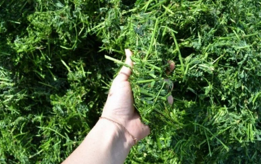 Зелена маса Зелена маса