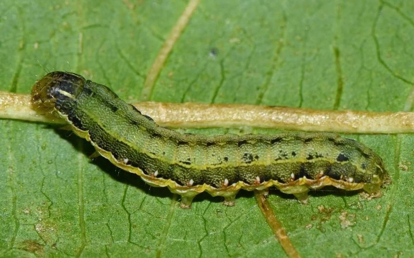 Комахи-шкідники «приватизували» понад 8 тисяч забайкальських гектарів