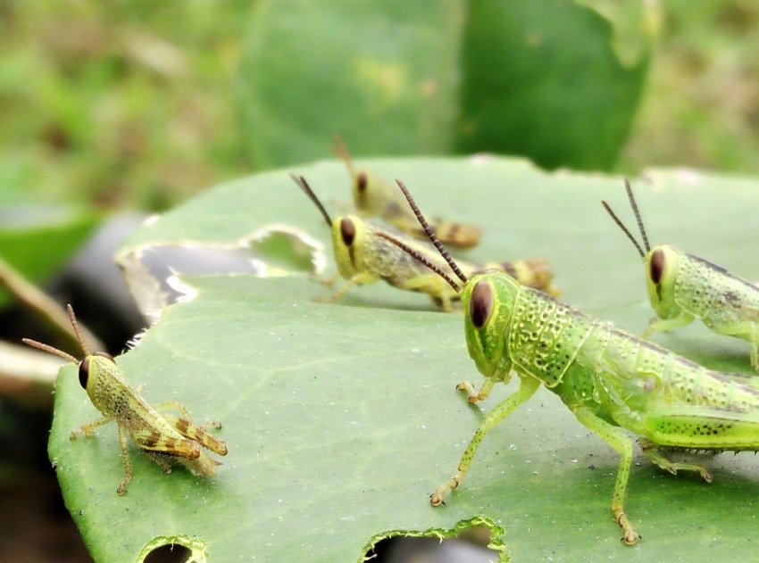 Комахи-шкідники «приватизували» понад 8 тисяч забайкальських гектарів