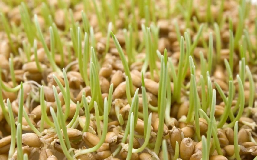 Пророщене зерно Пророщене зерно