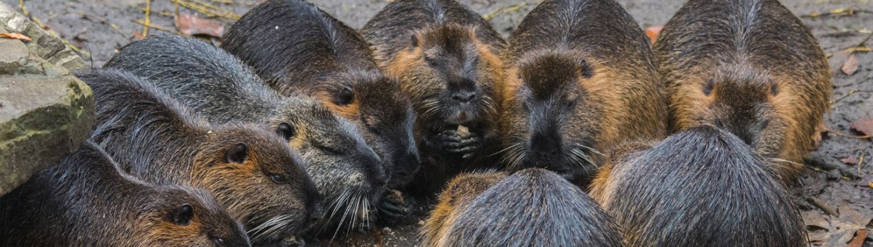 Нутрії як бізнес: вигідно чи ні, складання бізнес-плану, утримання та збут продукції