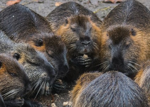 Нутрии как бизнес: выгодно или нет, составление бизнес-плана, содержание и сбыт продукции