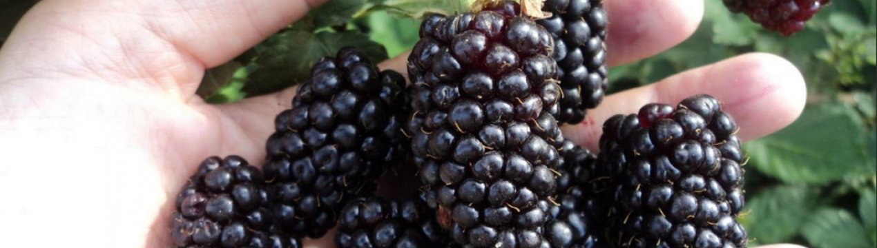 Особливості вирощування ожини сорти Бжезіні (Brzezina)