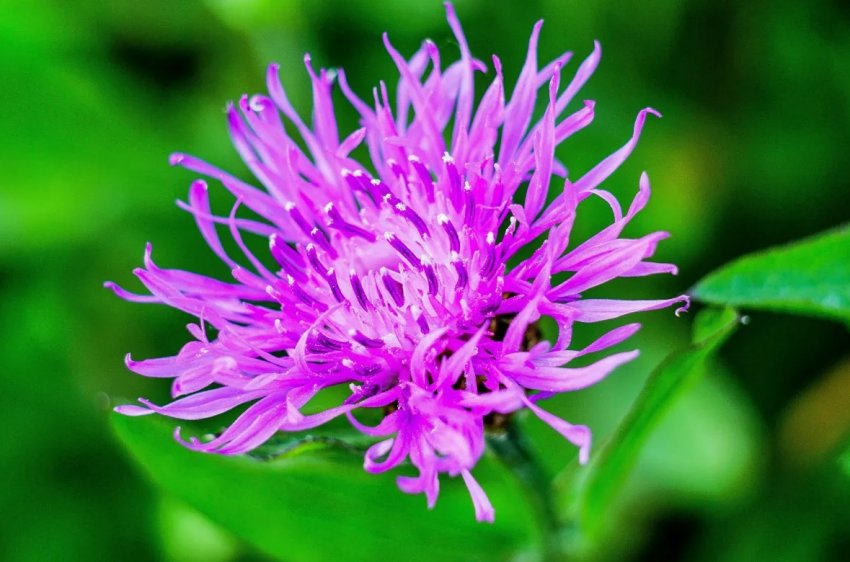 Розумні камери, щоб скоротити використання агрохімікатів Розумні камери, щоб скоротити використання агрохімікатів