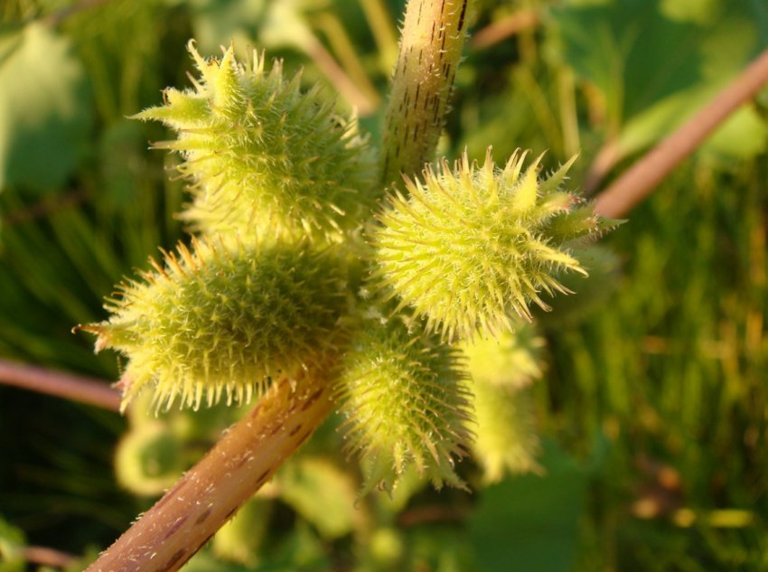 Розумні камери, щоб скоротити використання агрохімікатів Розумні камери, щоб скоротити використання агрохімікатів