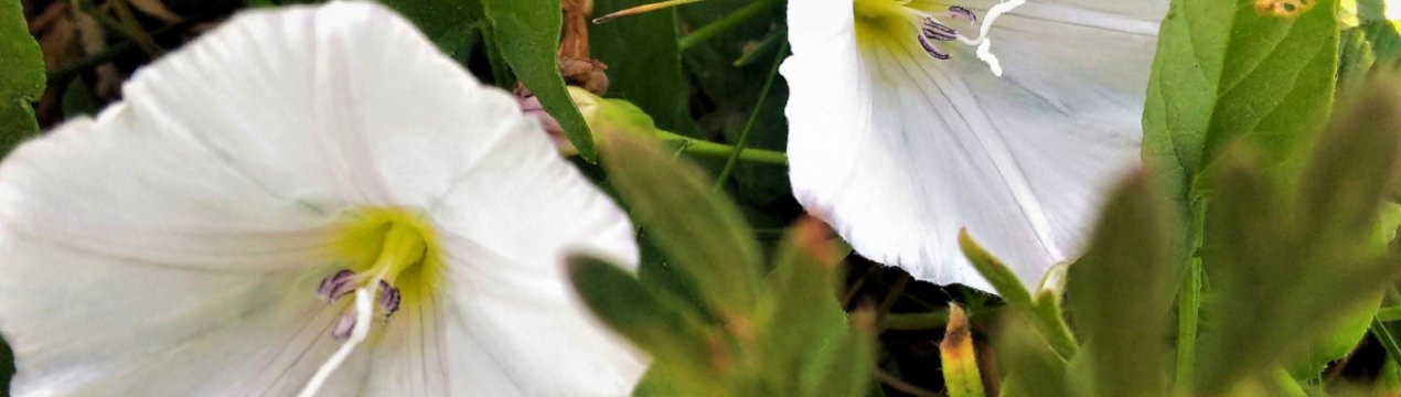 Розумні камери, щоб скоротити використання агрохімікатів