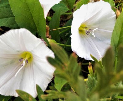 Розумні камери, щоб скоротити використання агрохімікатів