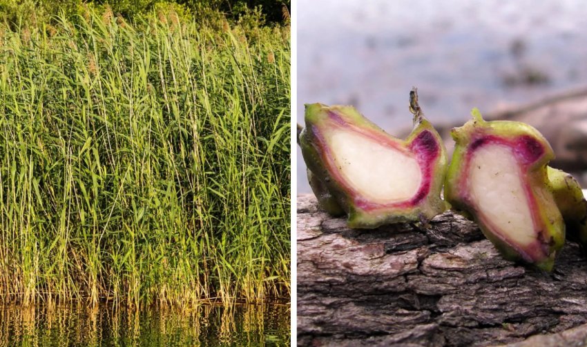 Очерет і водяний горіх Очерет і водяний горіх
