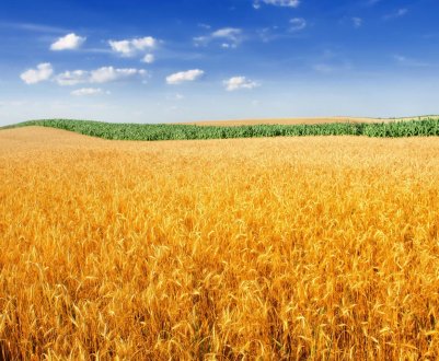 IFA посилює протидію угоді з Mercosur