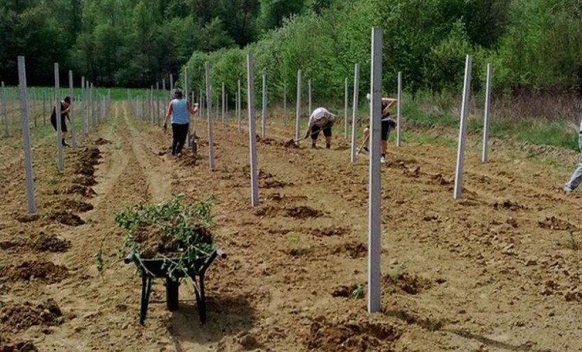 Місце для посадки ожини