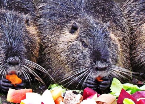 Чем питается нутрия в домашних условиях и в природе