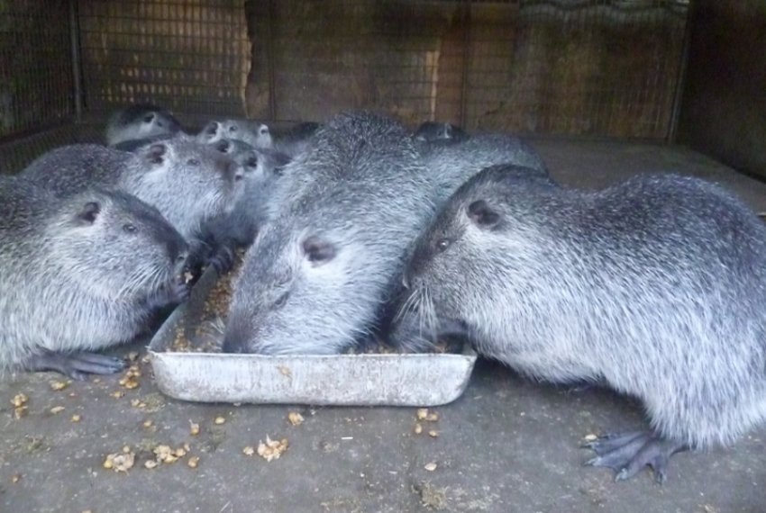 Сріблясті нутрії Сріблясті нутрії