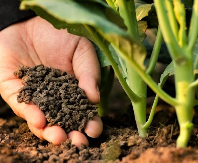 В'єтнам збільшить використання органічних добрив до 15 відсотків