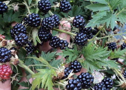 Ожина Орегон Торнлесс: характеристики сорту і особливості вирощування