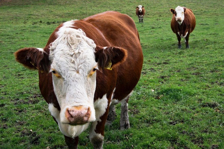 На одній з ферм Білорусі корови гинуть від голоду На одній з ферм Білорусі корови гинуть від голоду