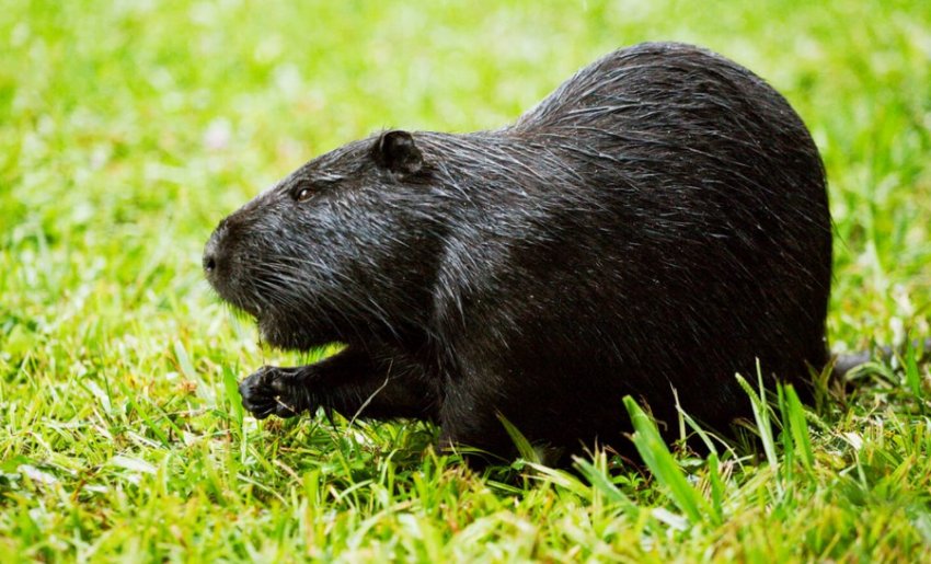 Чорна нутрія Чорна нутрія