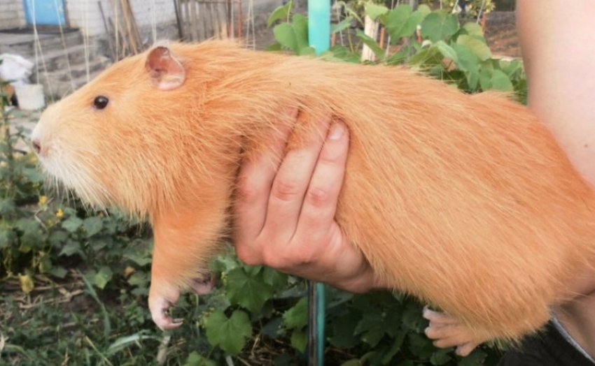 Золотиста нутрія Золотиста нутрія