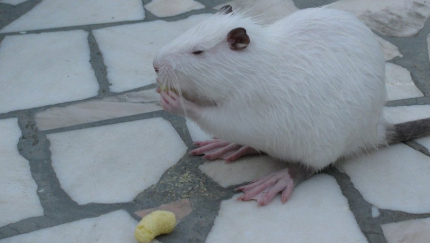 Італійська біла Італійська біла