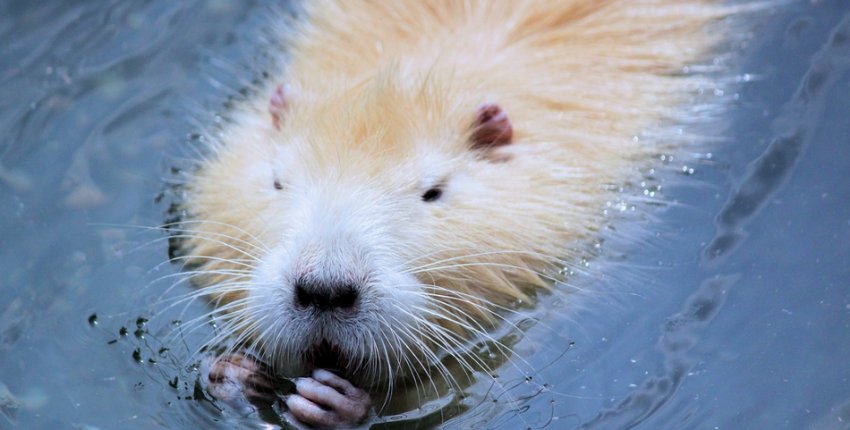Бежева нутрія Бежева нутрія