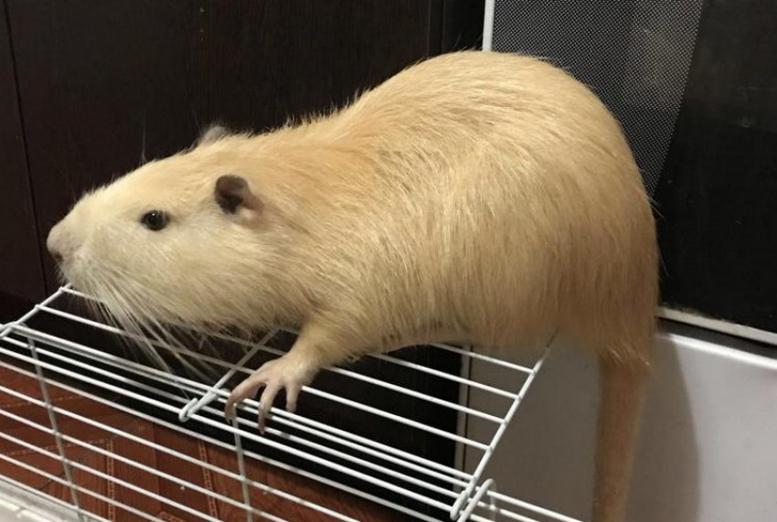 Лимонна нутрія Лимонна нутрія