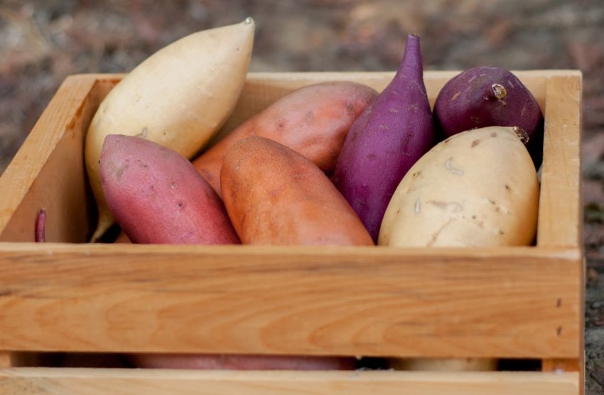 Канадські селекціонери створили батат «для своїх»